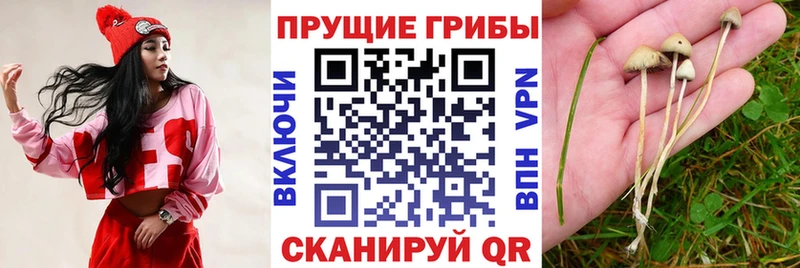 Галлюциногенные грибы Psilocybe  Купить  Комсомольск 
